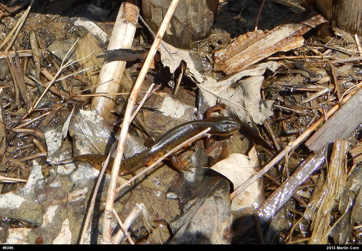Red-spotted Newt