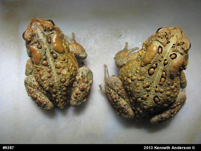 Eastern American Toad