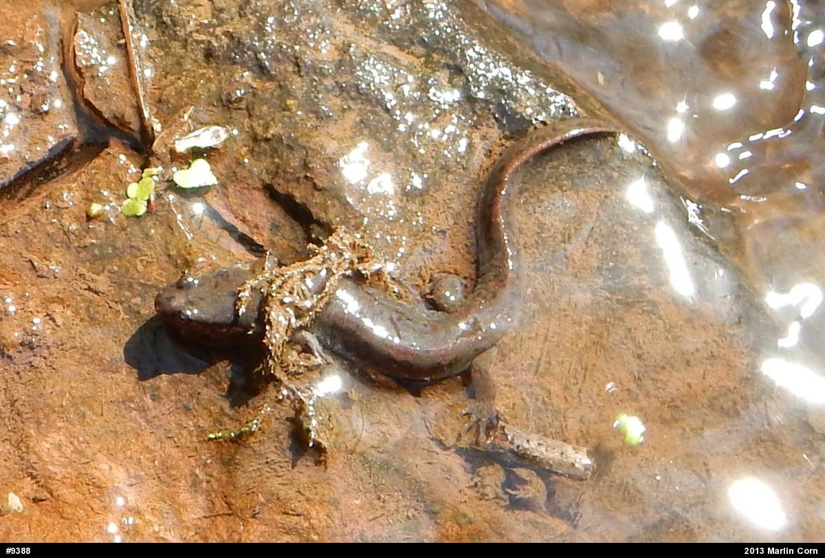 Northern Dusky Salamander