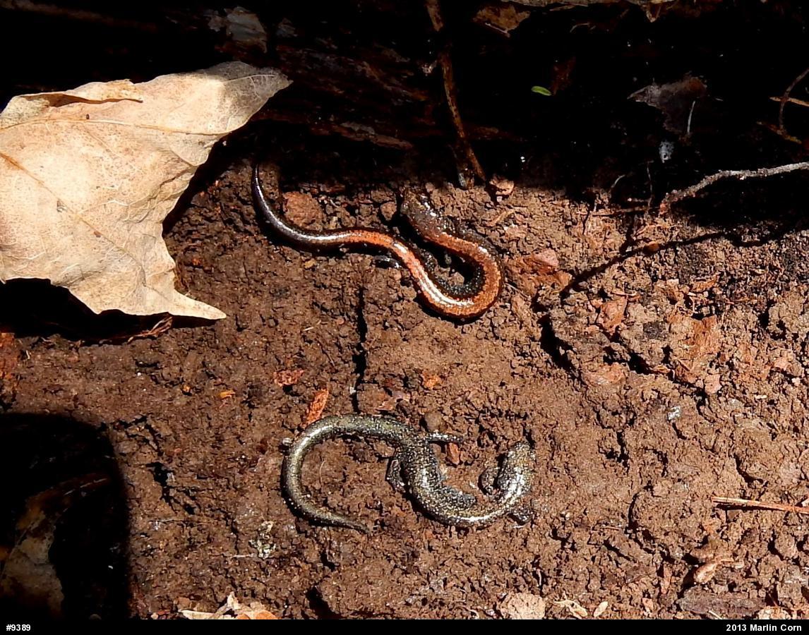 Eastern Red-backed  Salamander