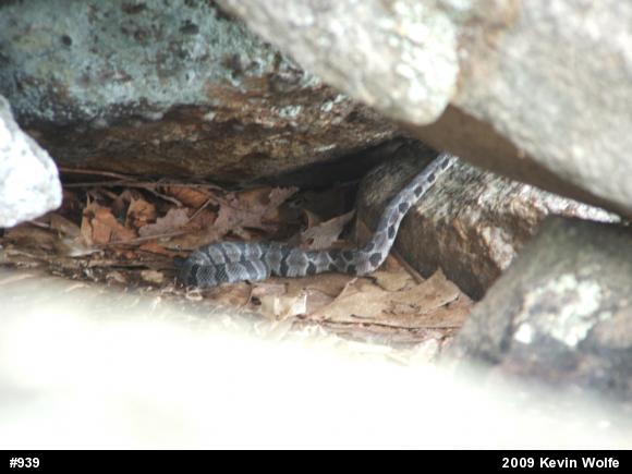 Timber Rattlesnake