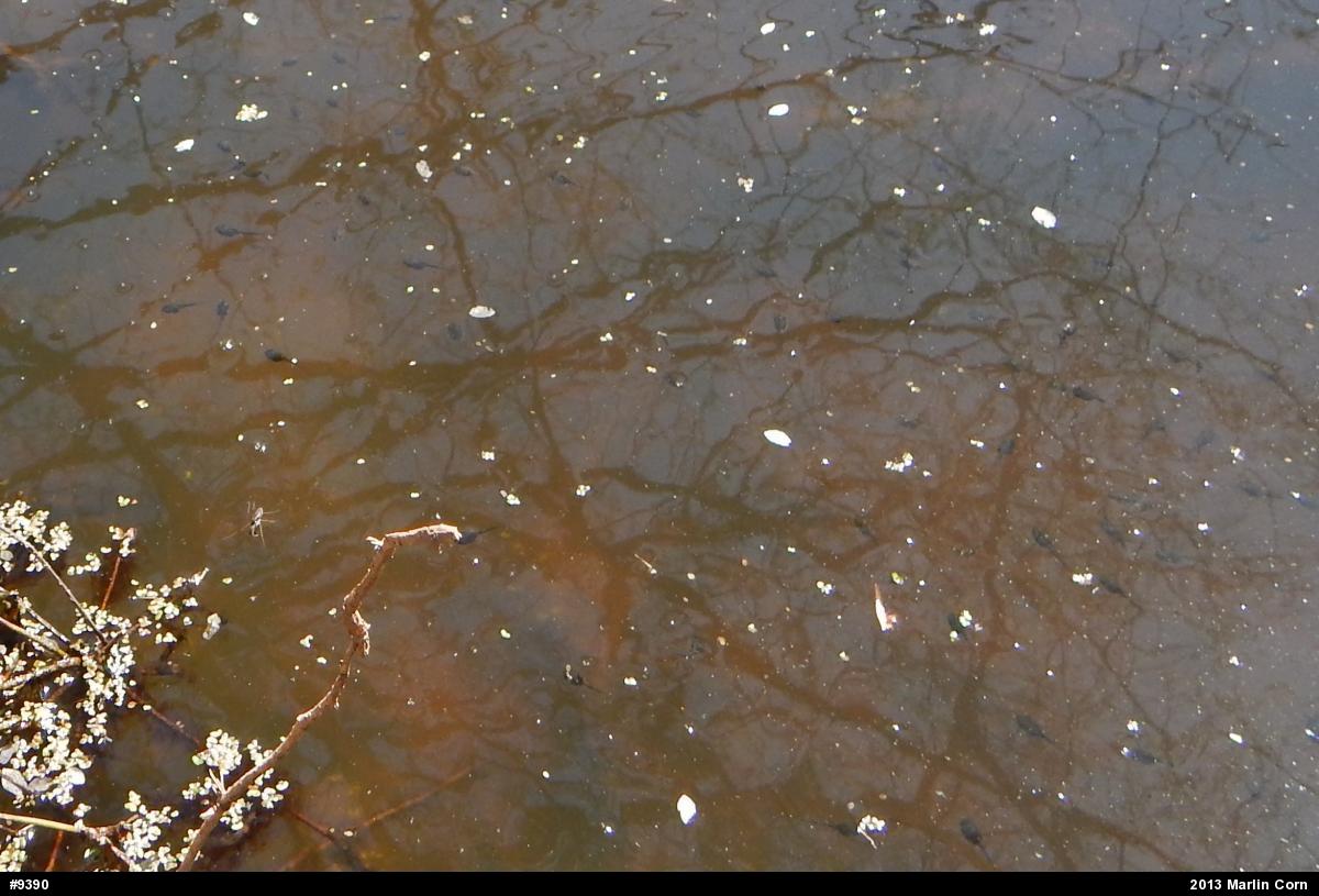 Wood Frog