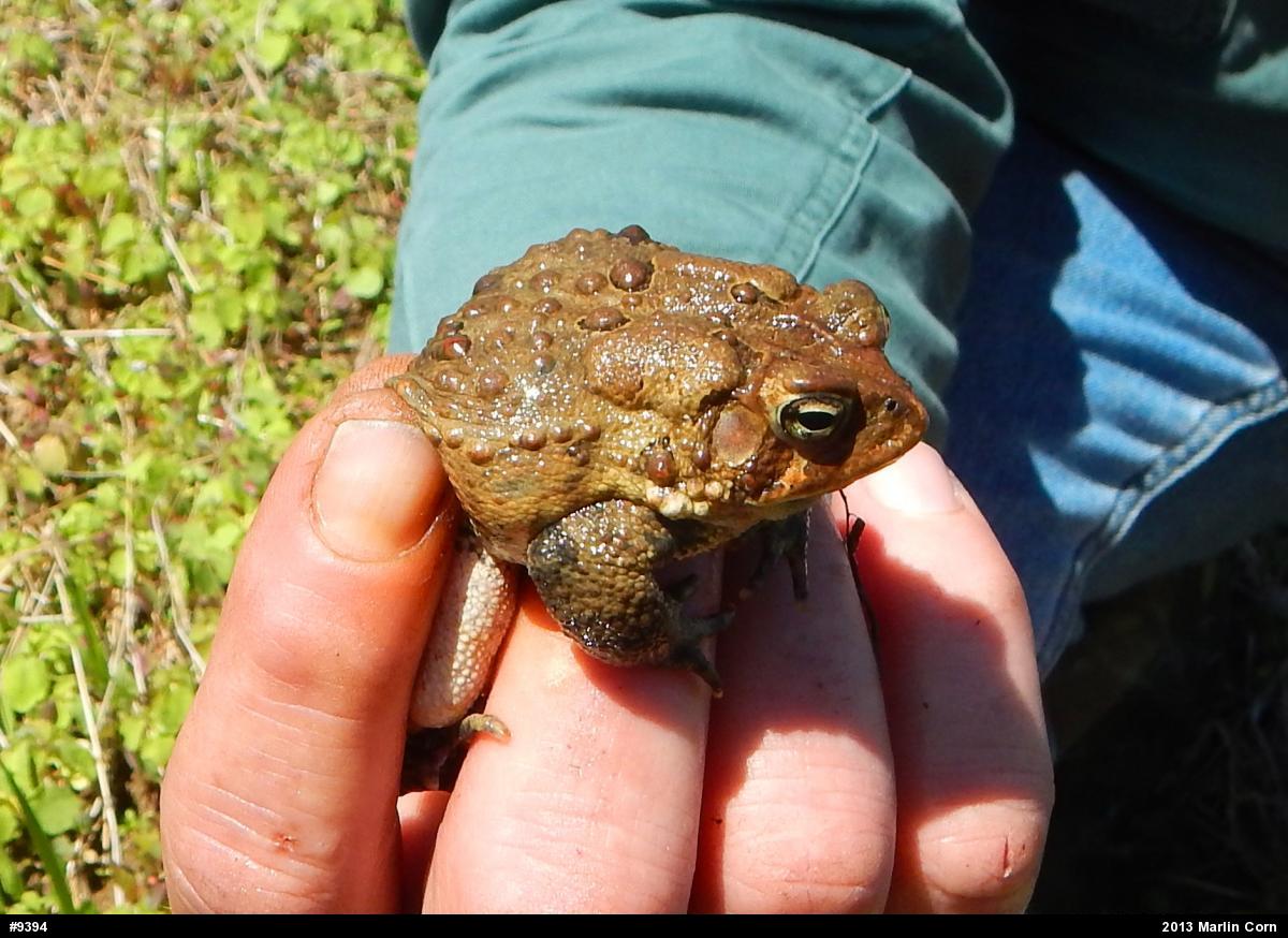 Eastern American Toad