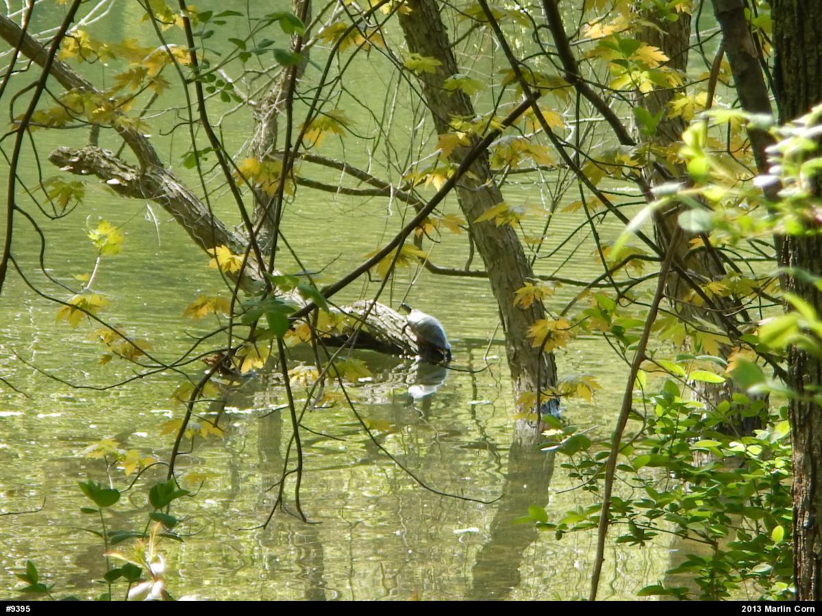 Painted Turtle