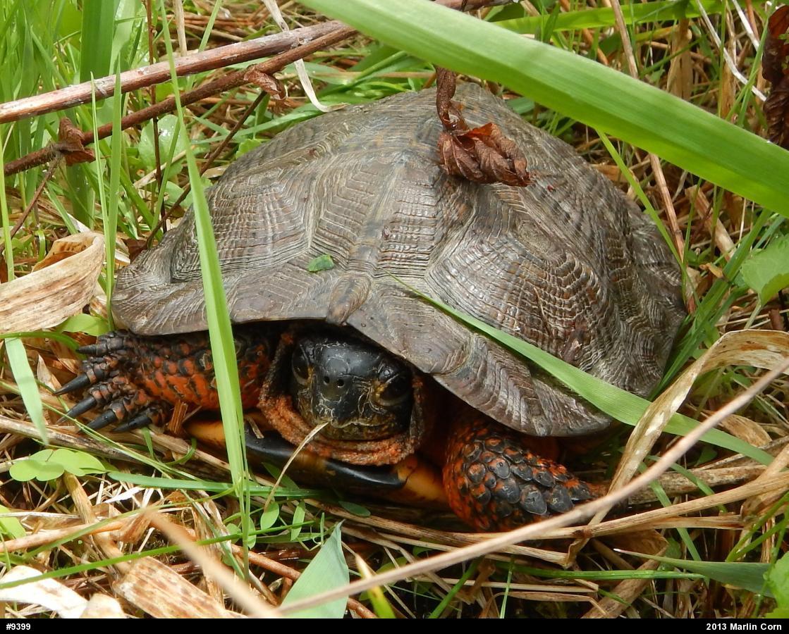 Wood Turtle