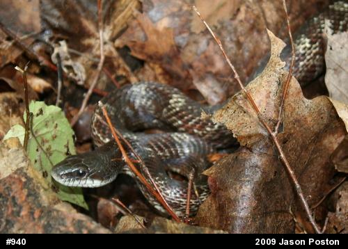 Eastern Ratsnake