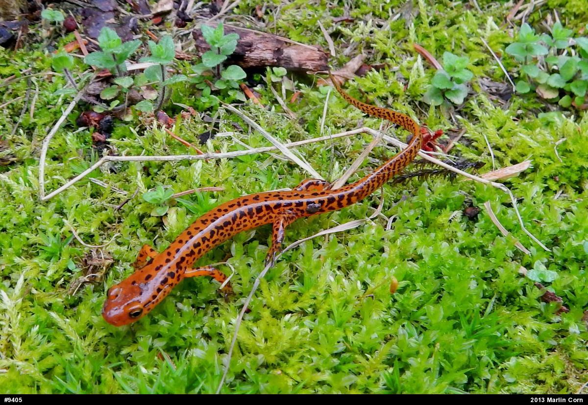 Eastern Long-tailed Salamander