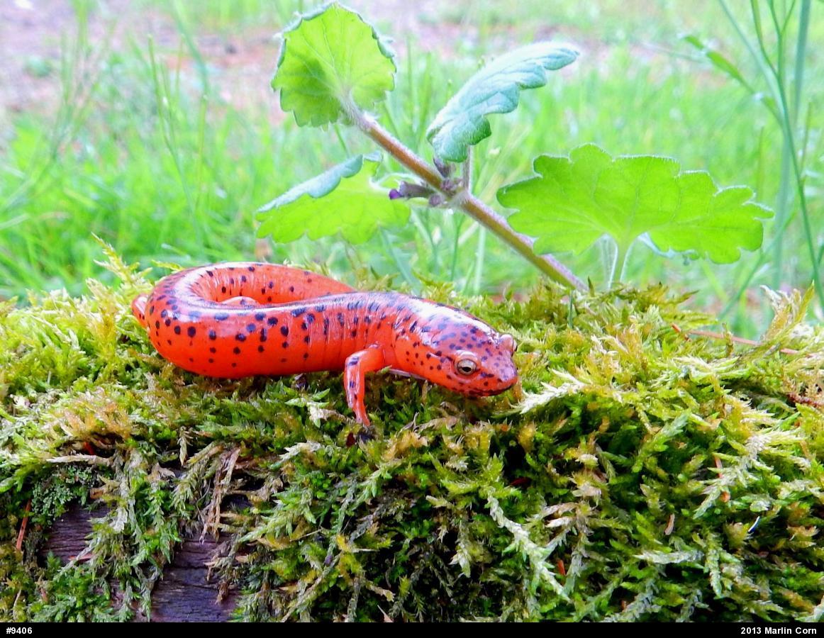 Northern Red Salamander
