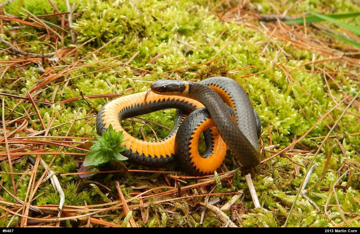 Northern Ring-necked Snake