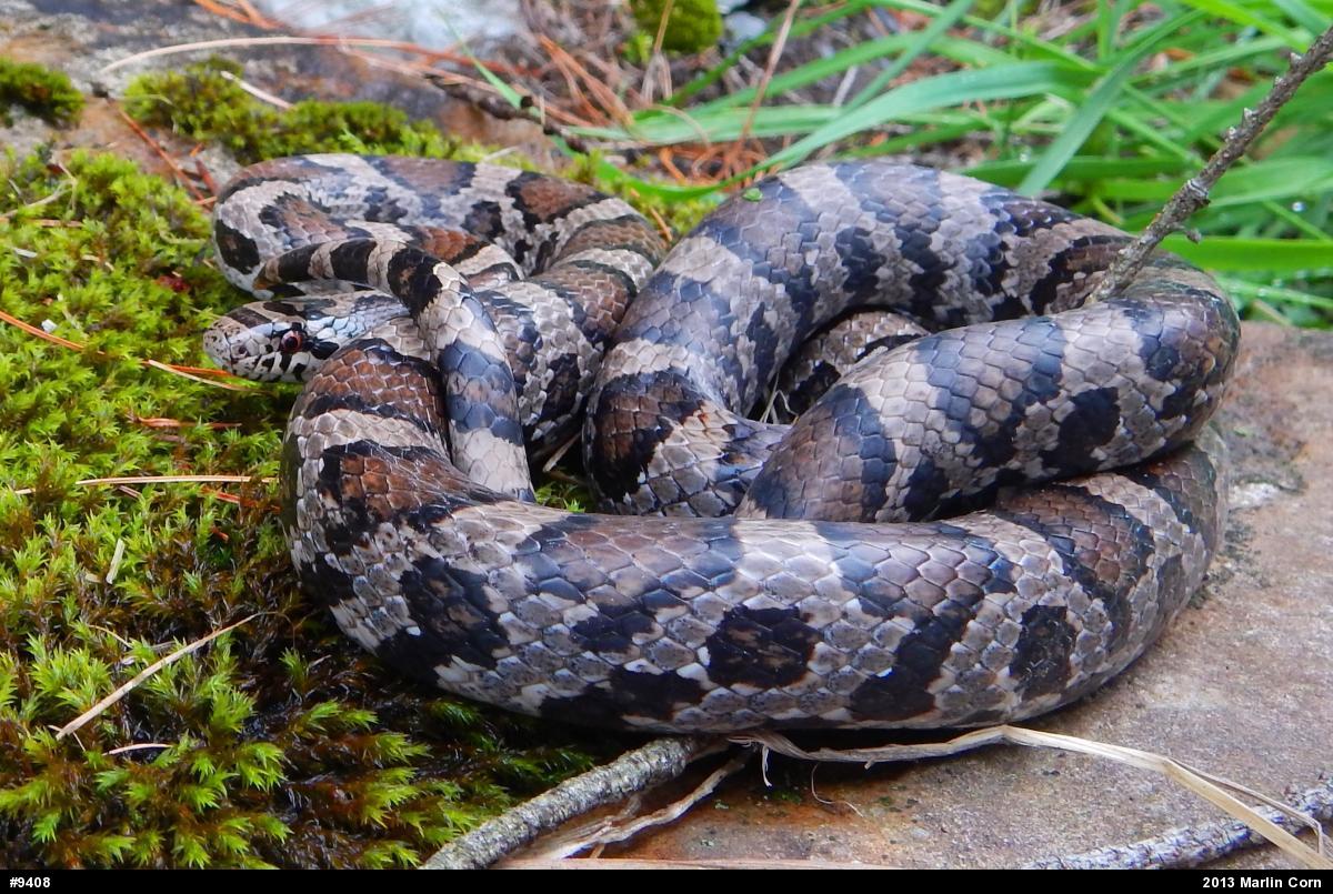 Eastern Milksnake