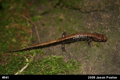 Allegheny Mountain Dusky Salamander