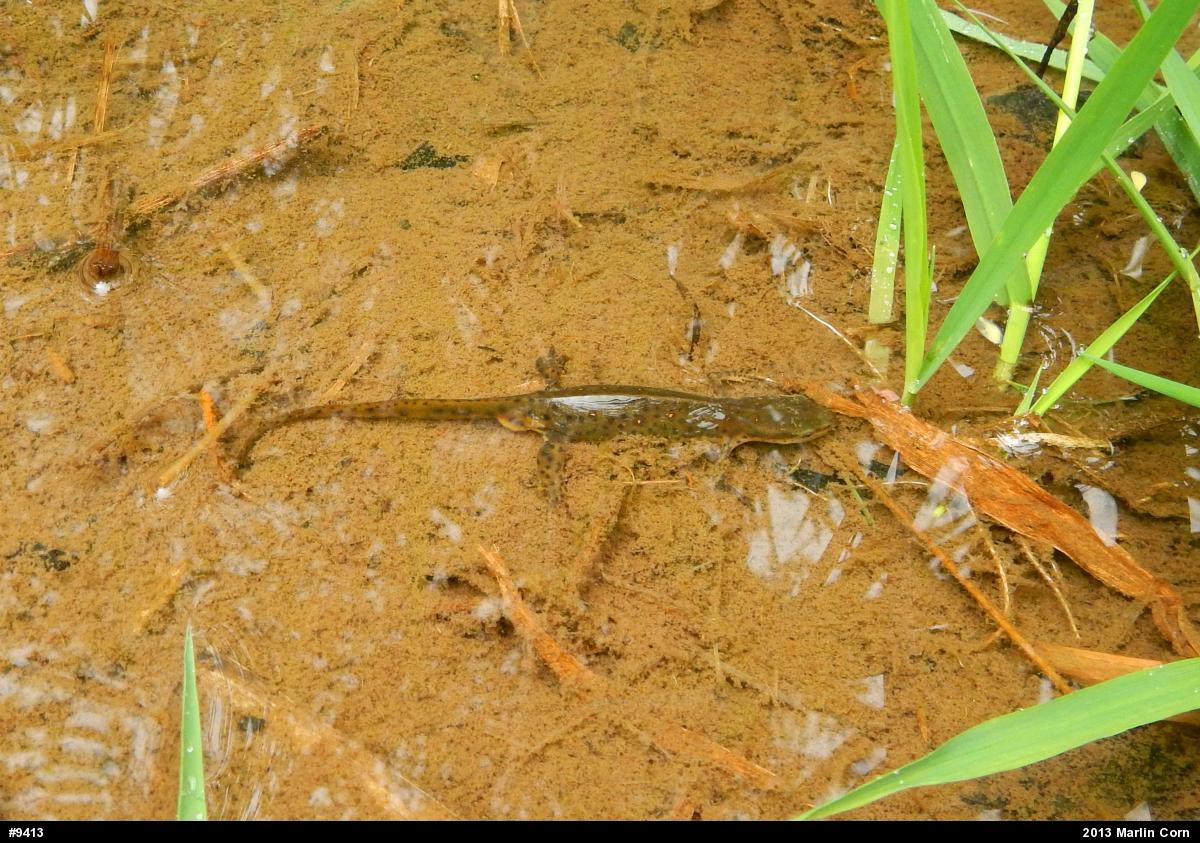Red-spotted Newt