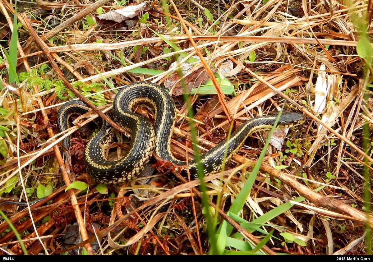 Eastern Gartersnake