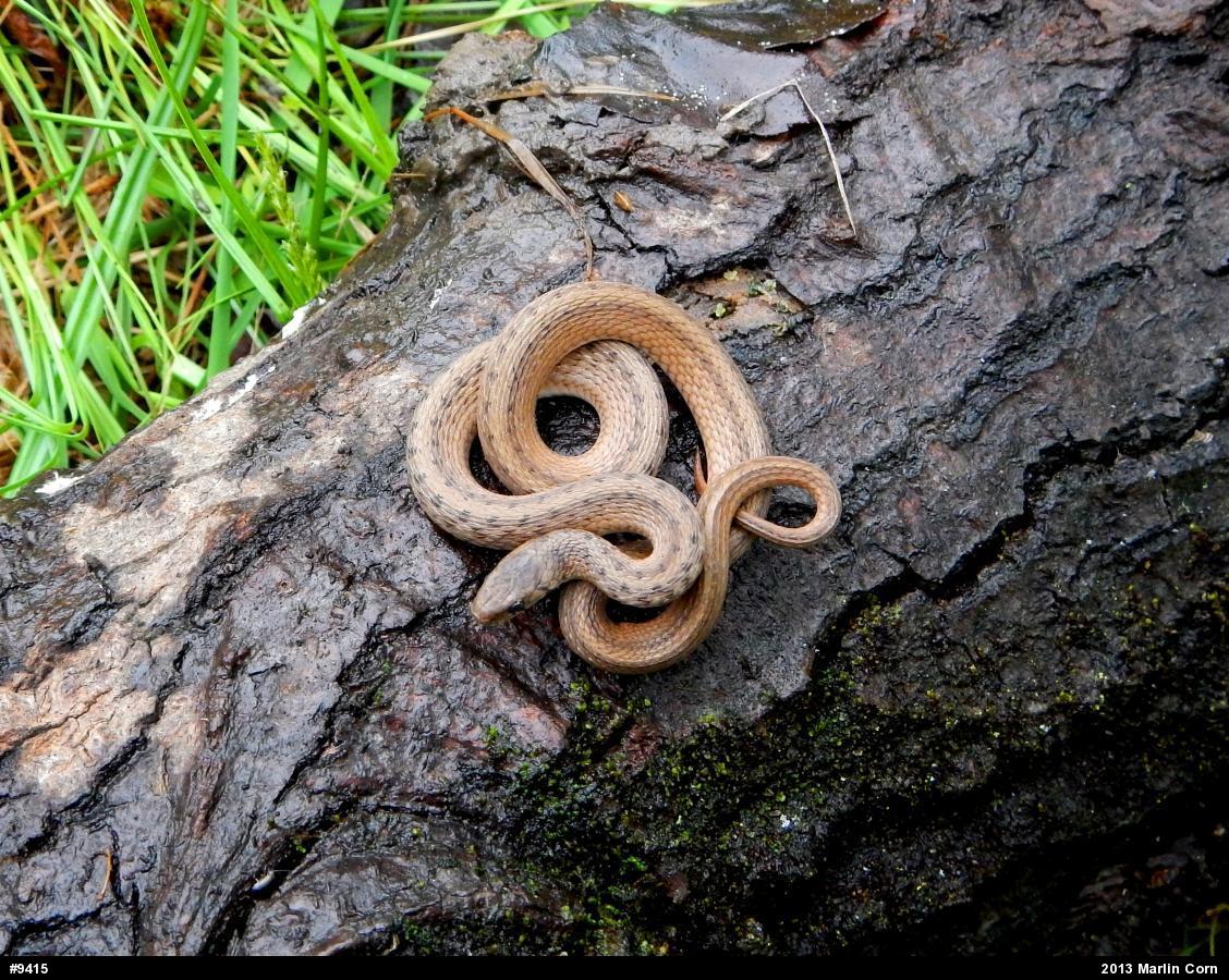 Dekay's Brownsnake