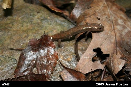 Northern Dusky Salamander