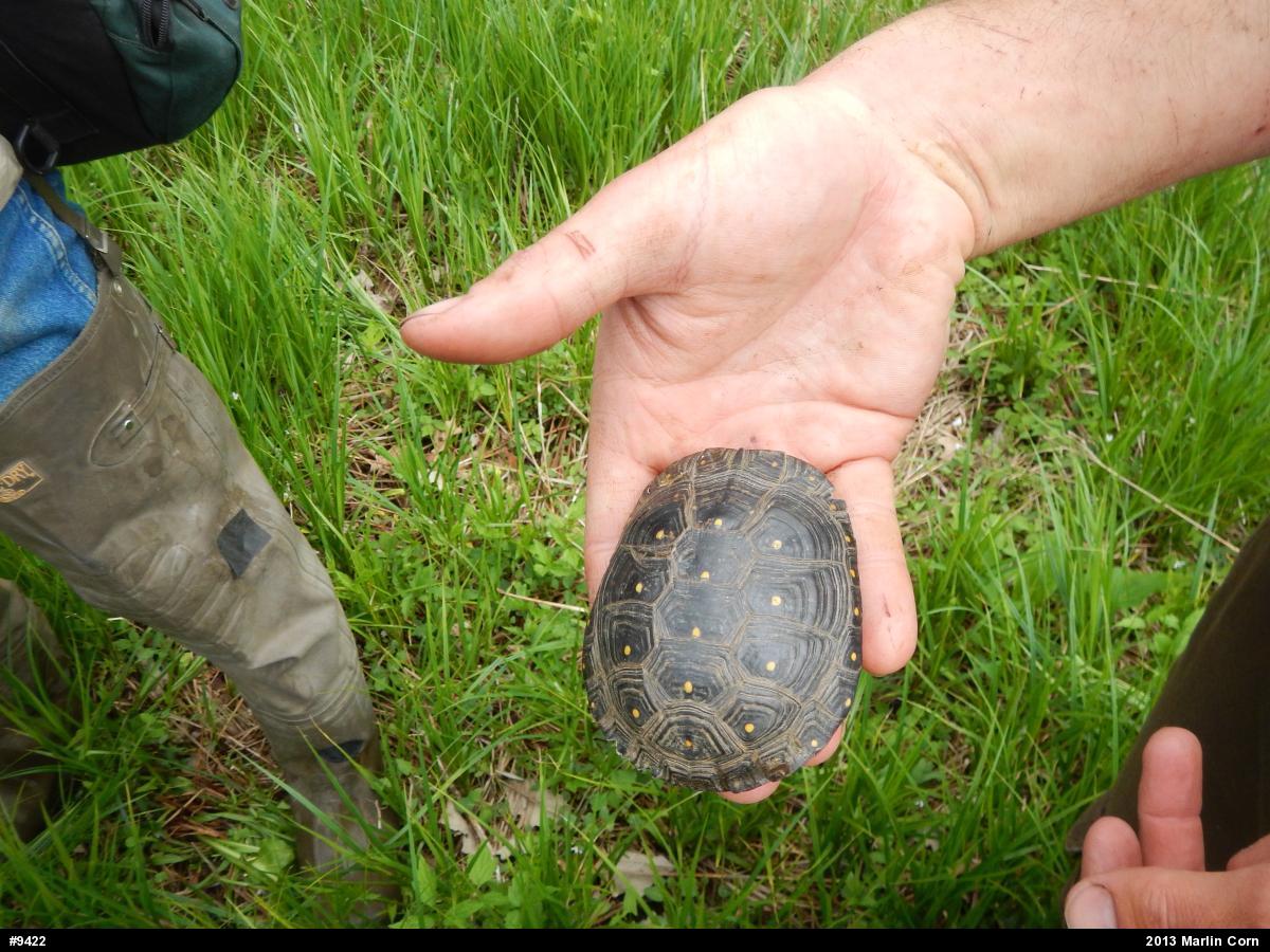 Spotted Turtle