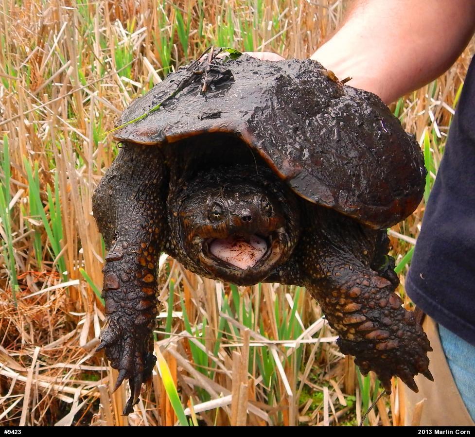 Snapping Turtle