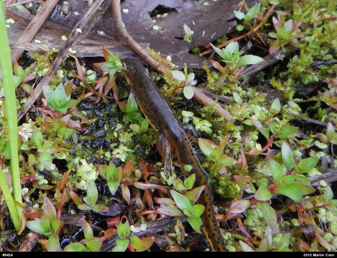 Red-spotted Newt