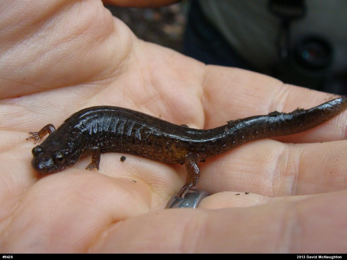 Northern Dusky Salamander