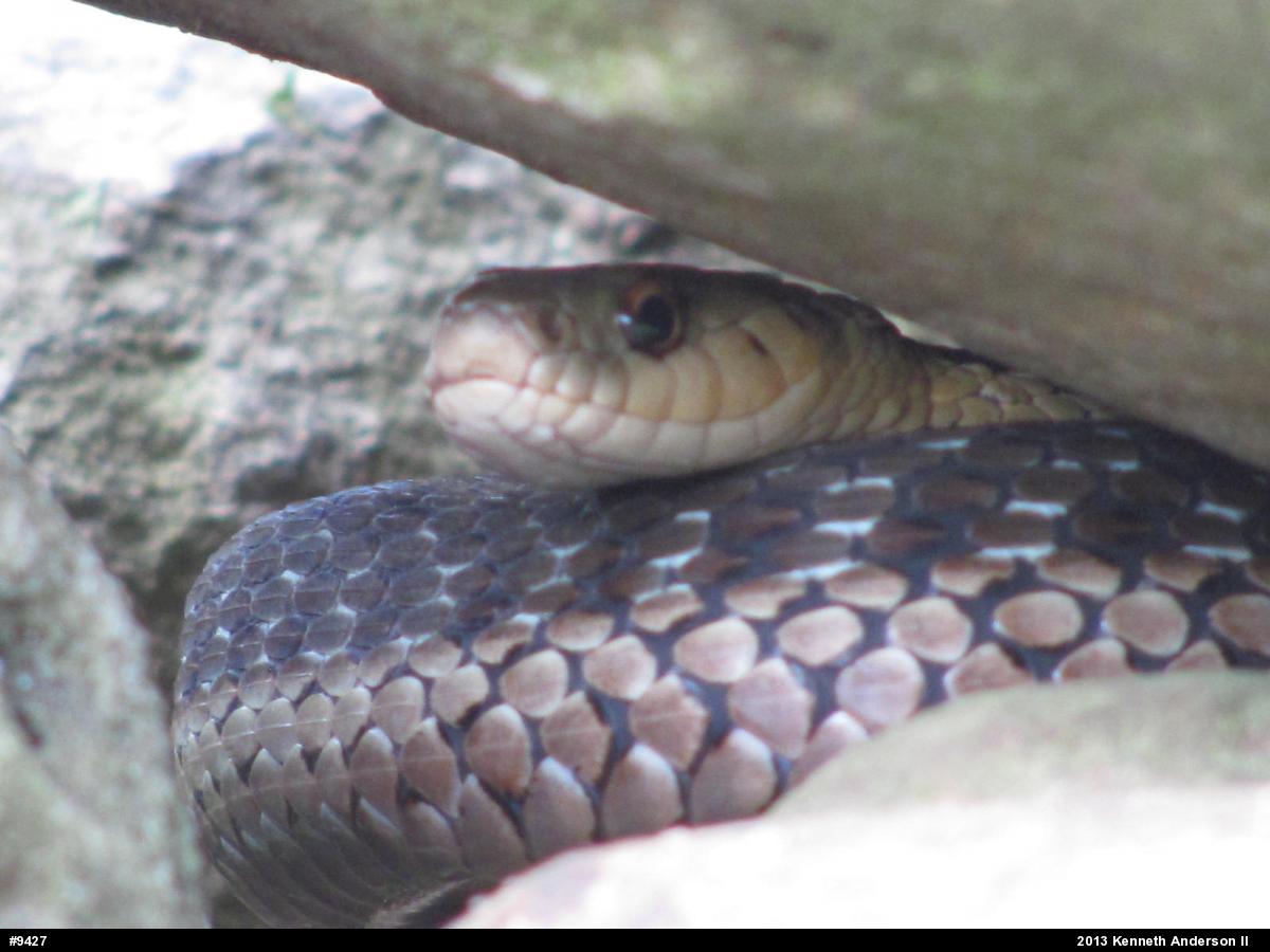 Eastern Gartersnake