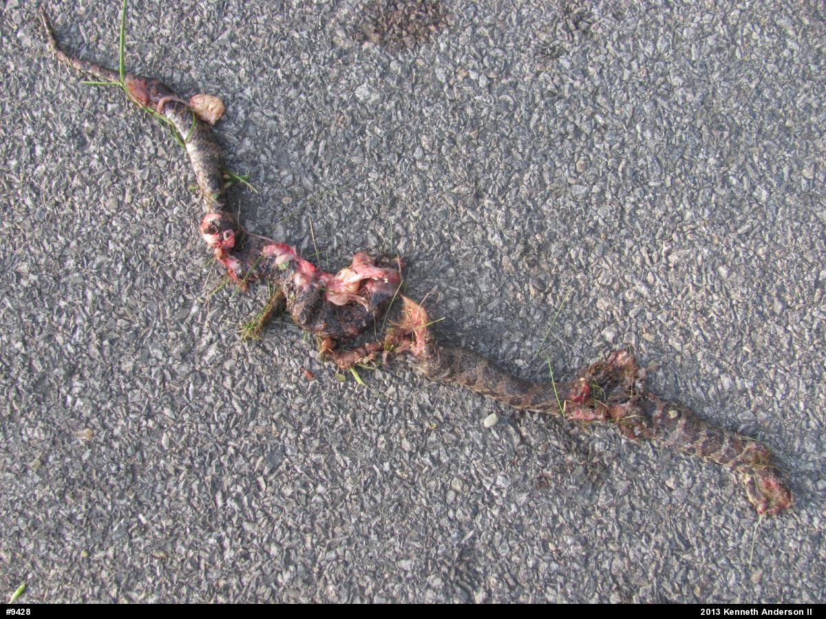 Eastern Milksnake