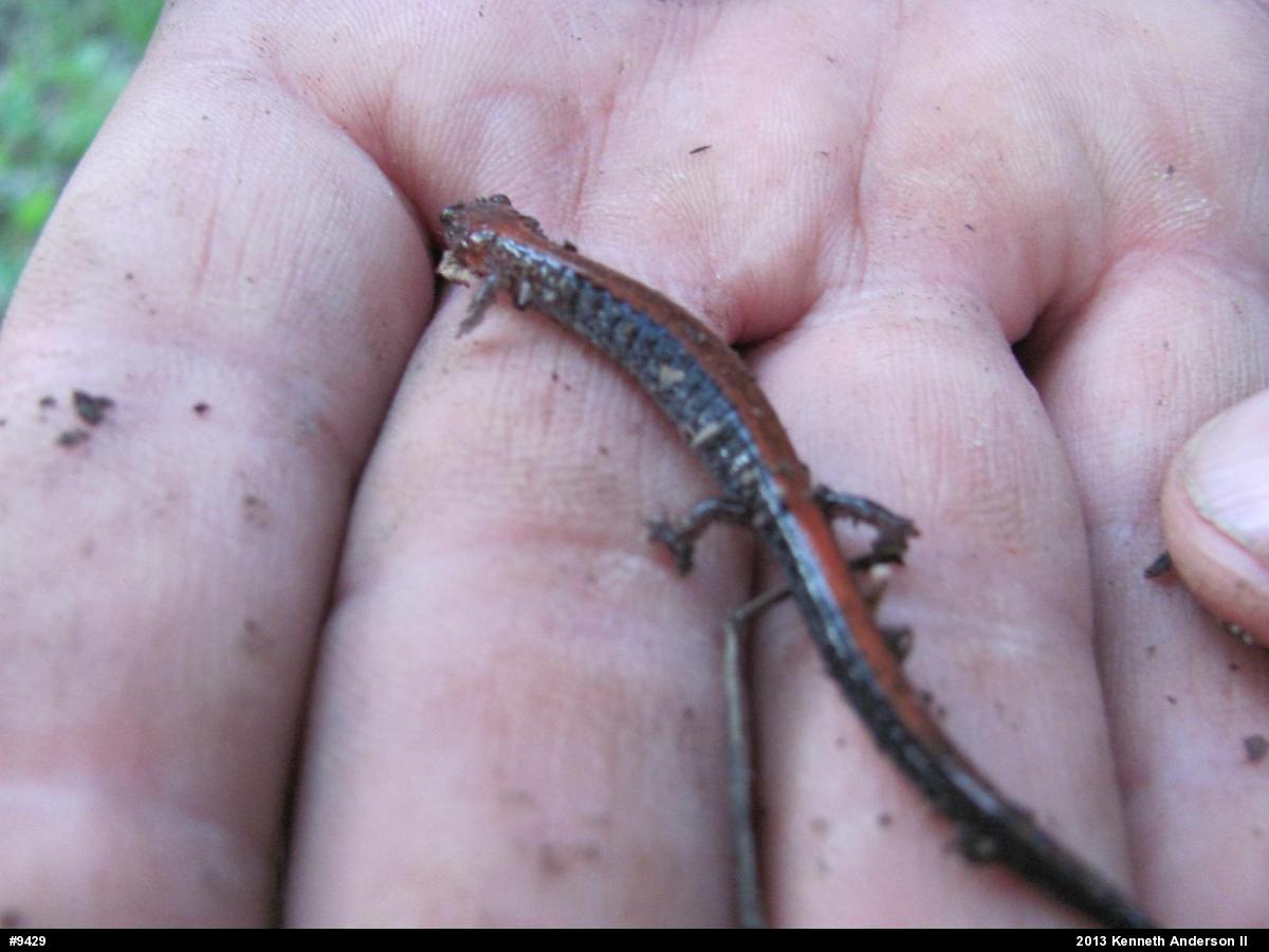 Eastern Red-backed  Salamander