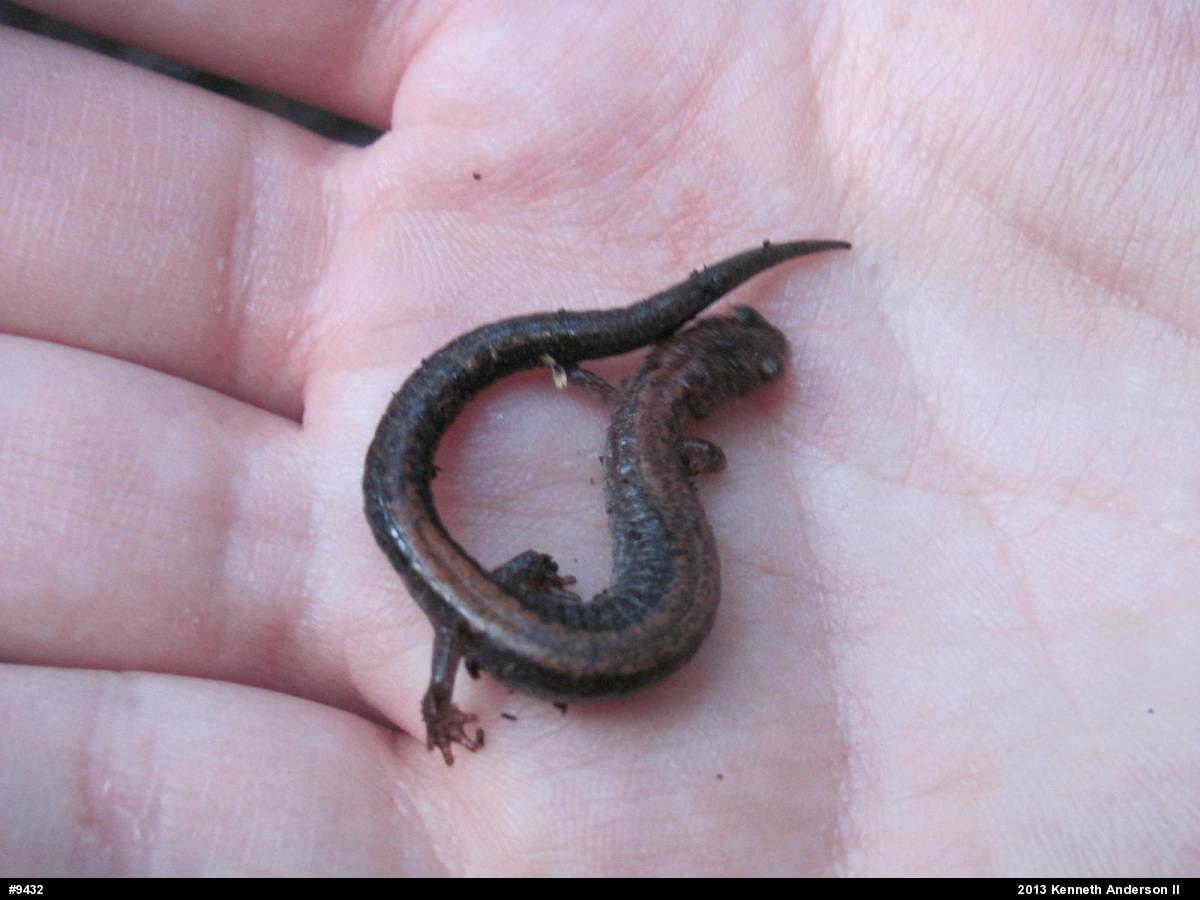 Eastern Red-backed  Salamander