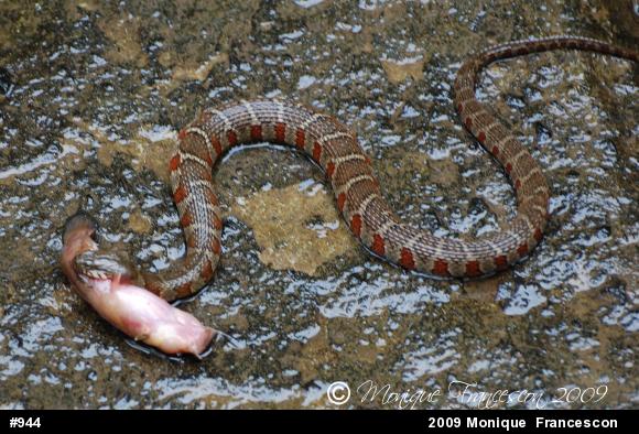 Northern Watersnake
