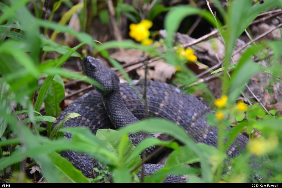 Timber Rattlesnake
