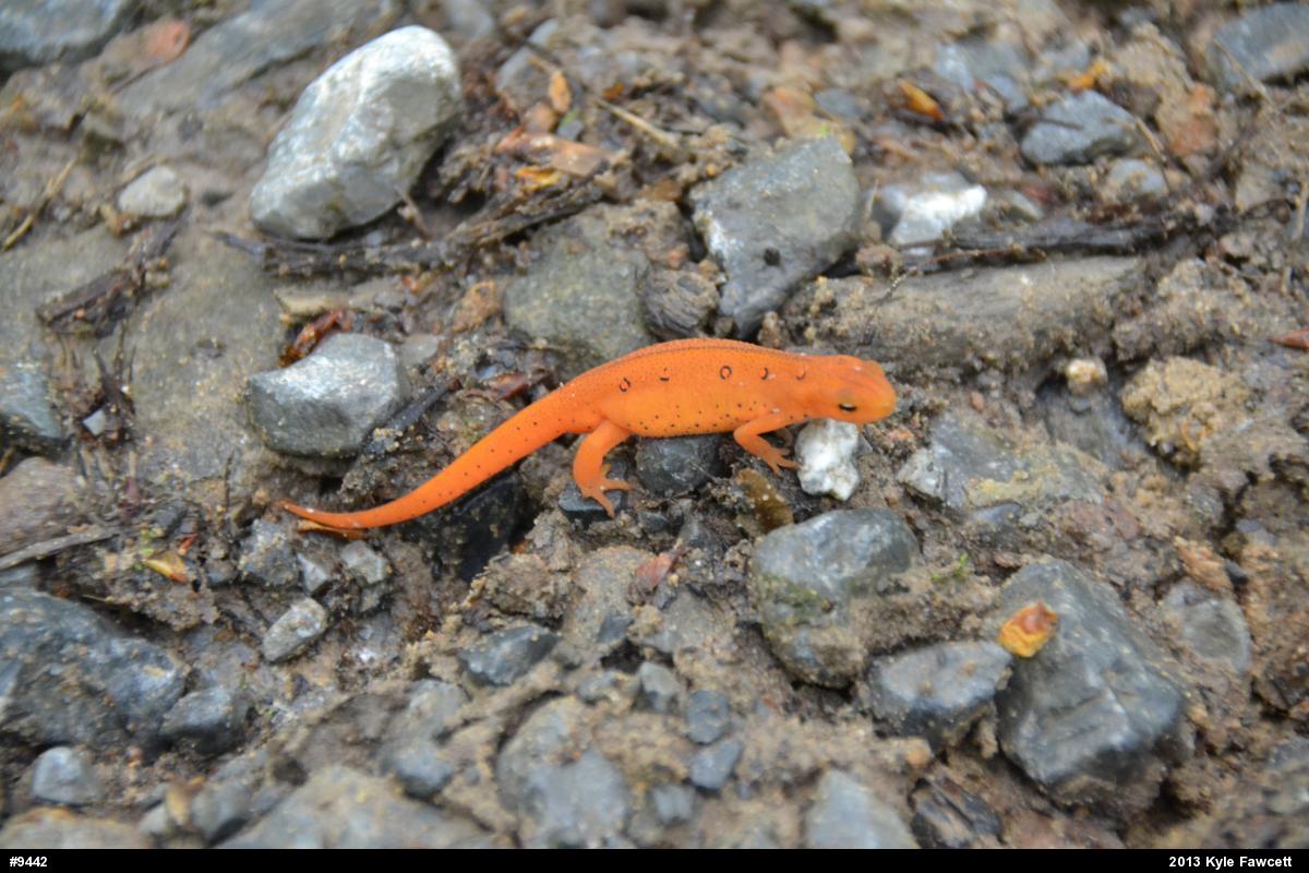 Red-spotted Newt