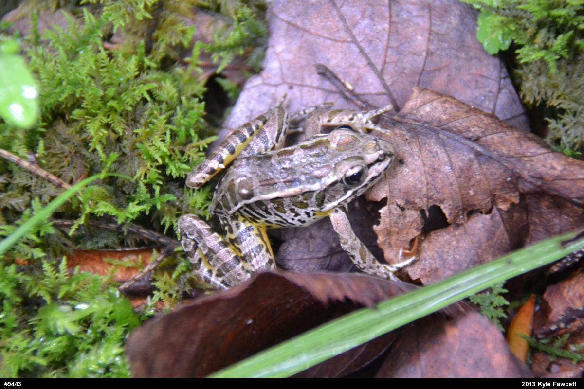Pickerel Frog