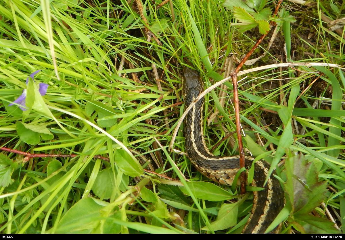 Eastern Gartersnake