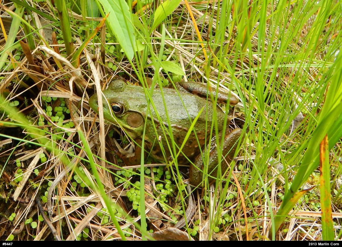 Green Frog