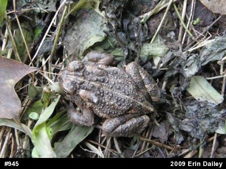 Fowler's Toad