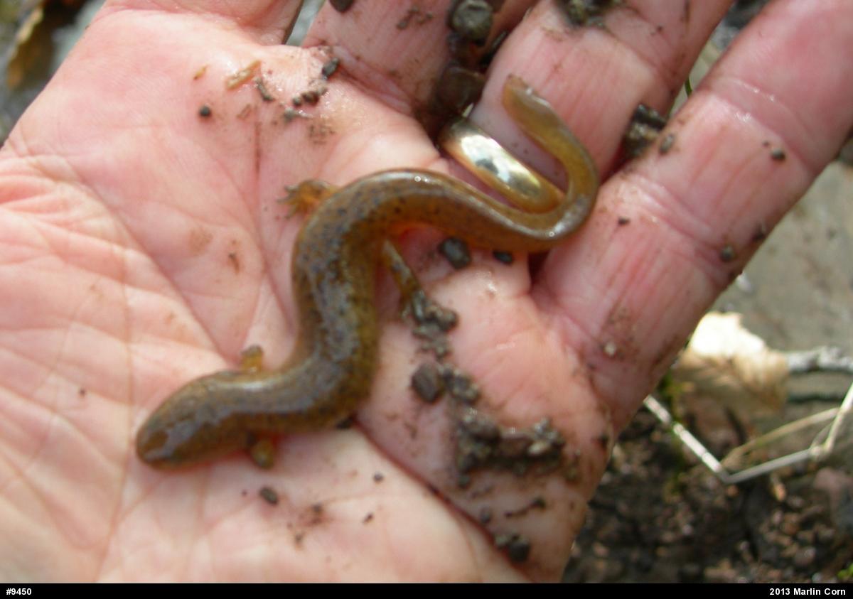 Northern Red Salamander