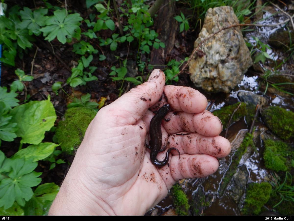 Northern Dusky Salamander