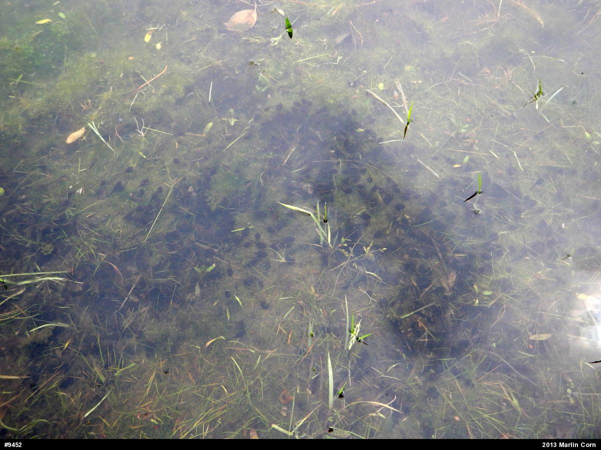 Eastern American Toad