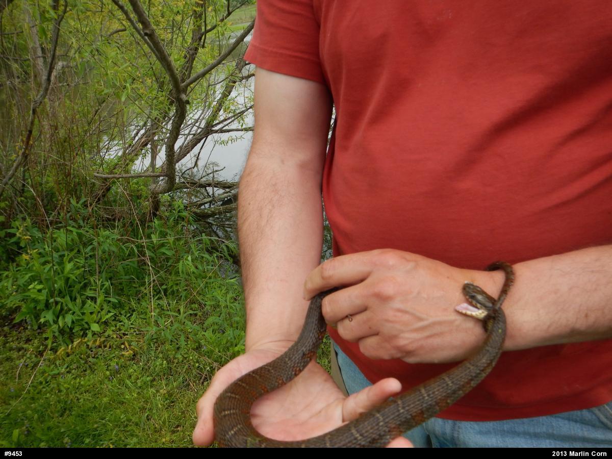Northern Watersnake