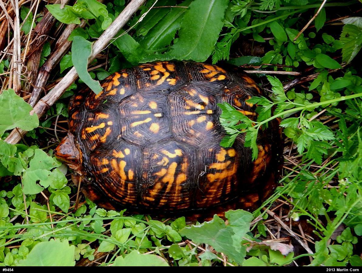 Eastern Box Turtle