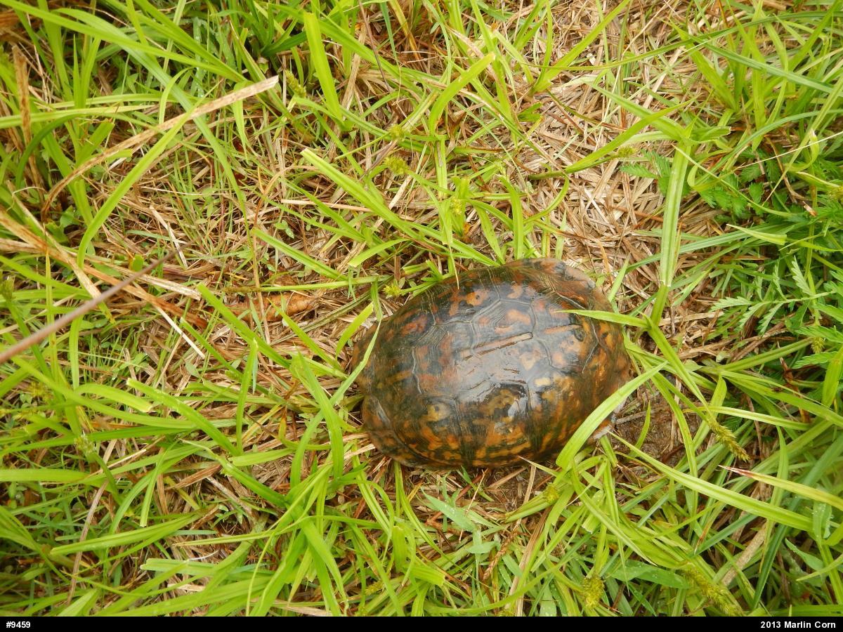 Eastern Box Turtle