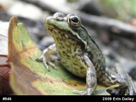 Green Frog