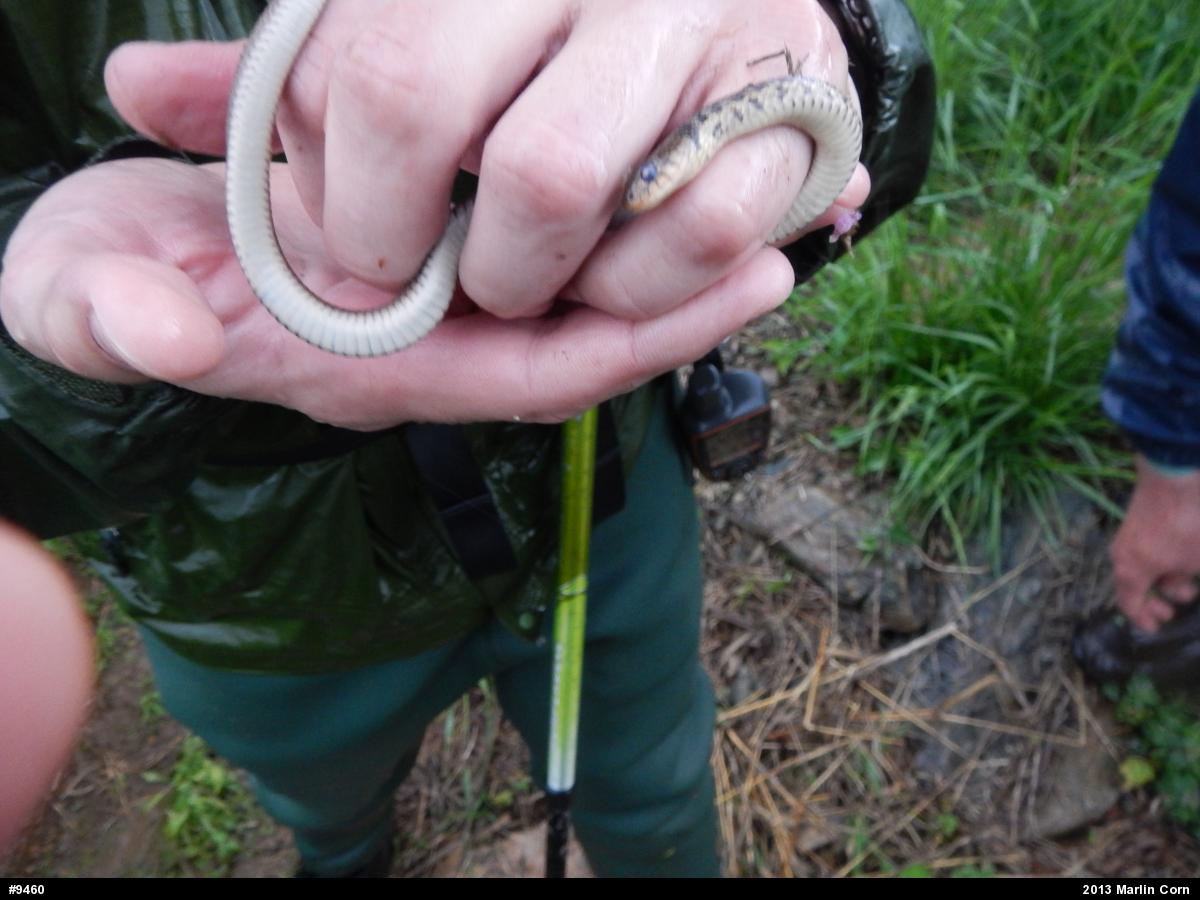 Eastern Gartersnake