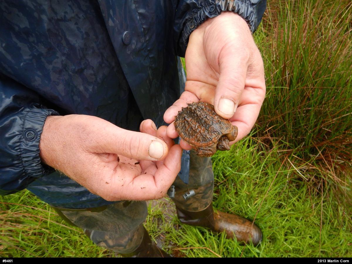 Snapping Turtle