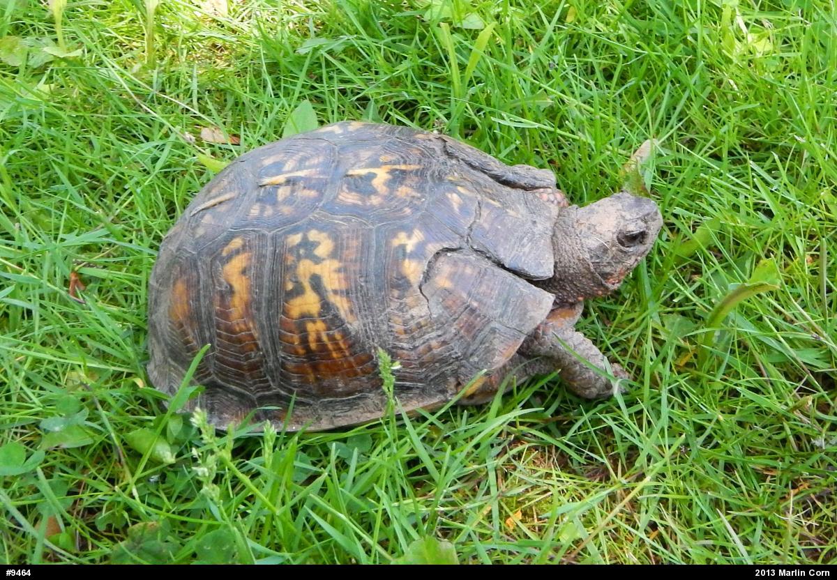 Eastern Box Turtle
