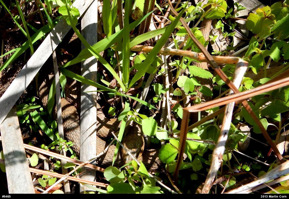 Northern Watersnake