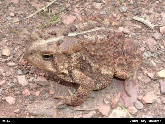 Eastern American Toad