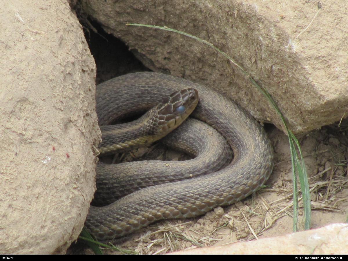 Eastern Gartersnake