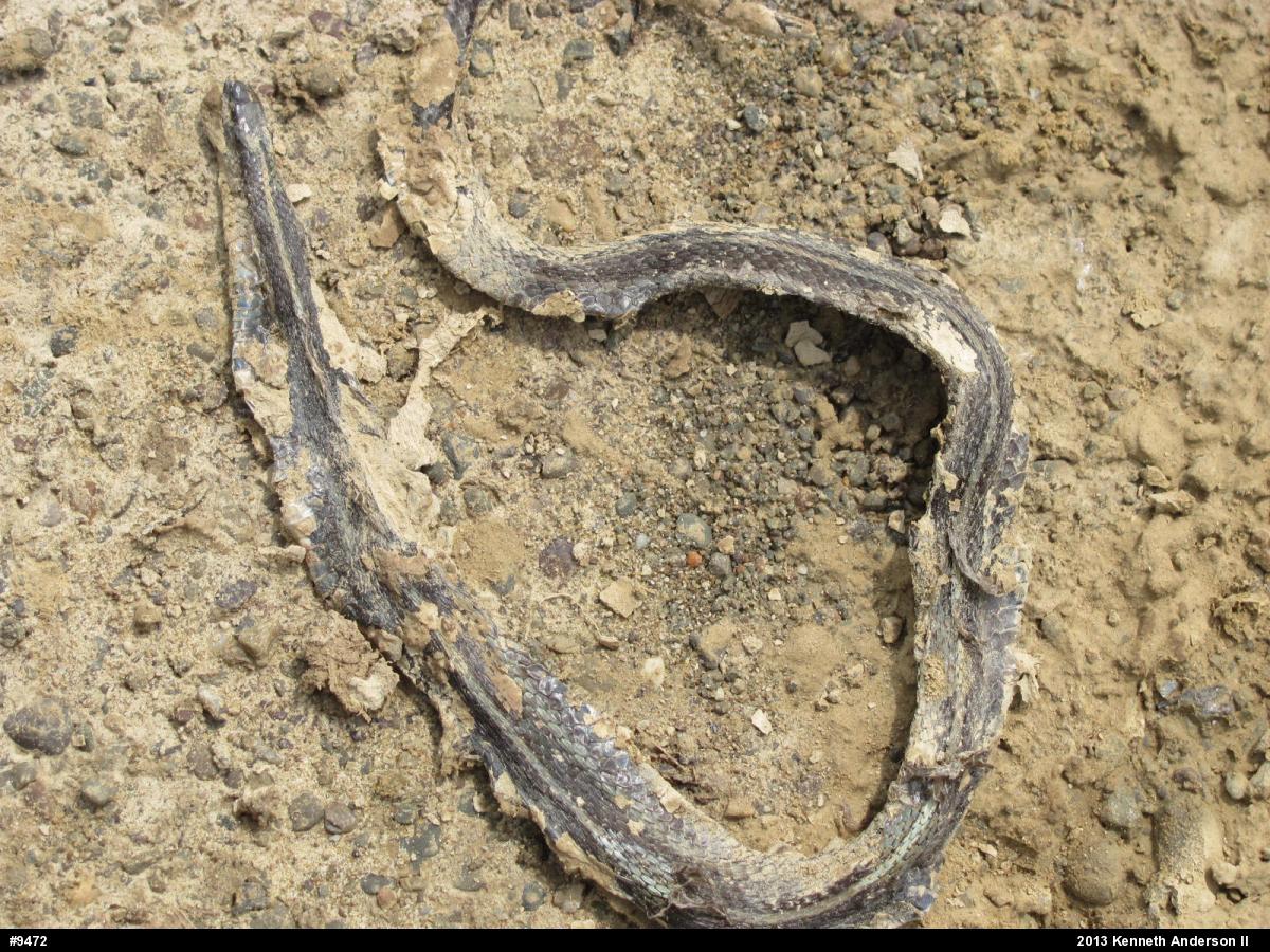 Shorthead Gartersnake