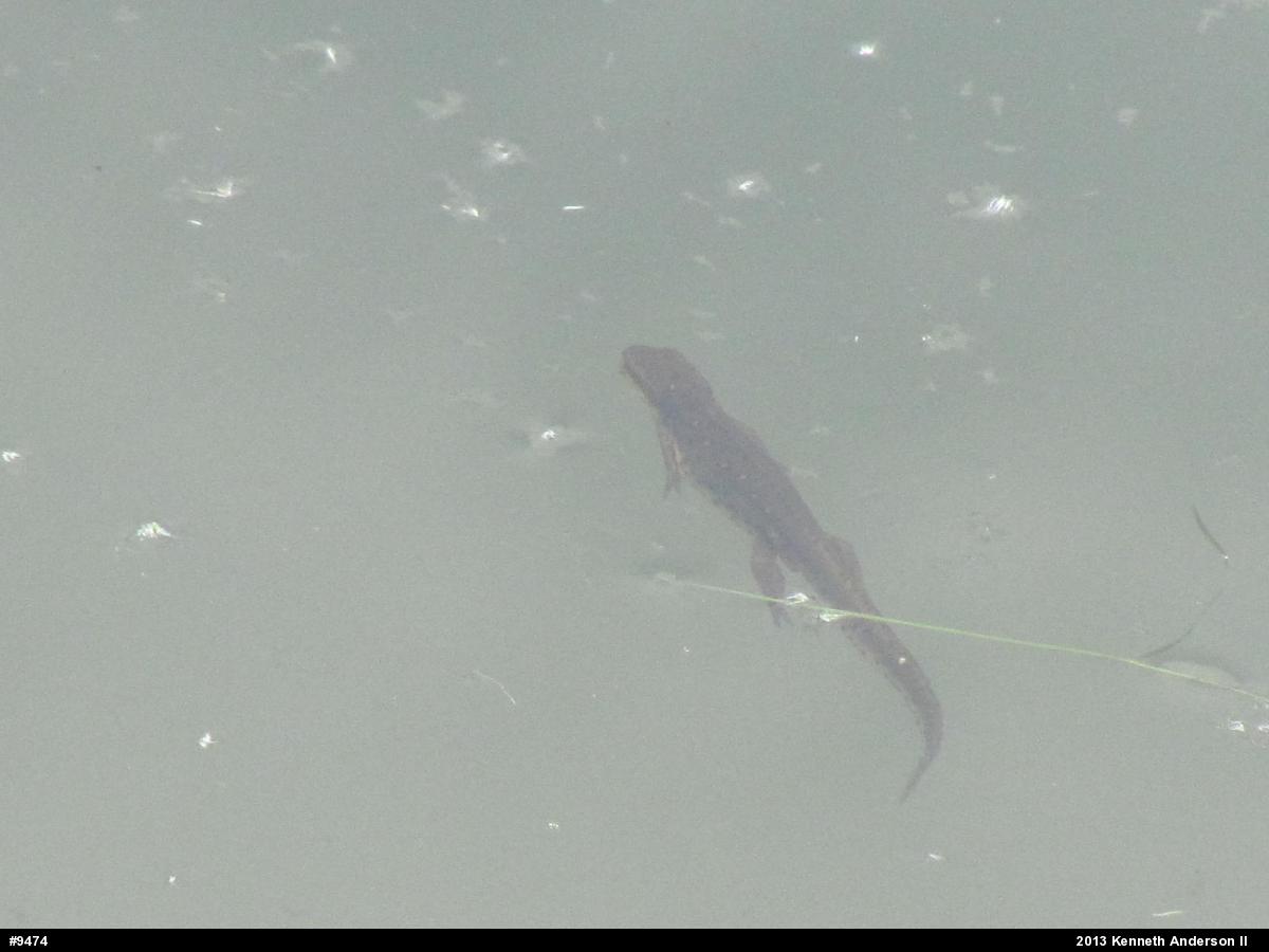 Red-spotted Newt