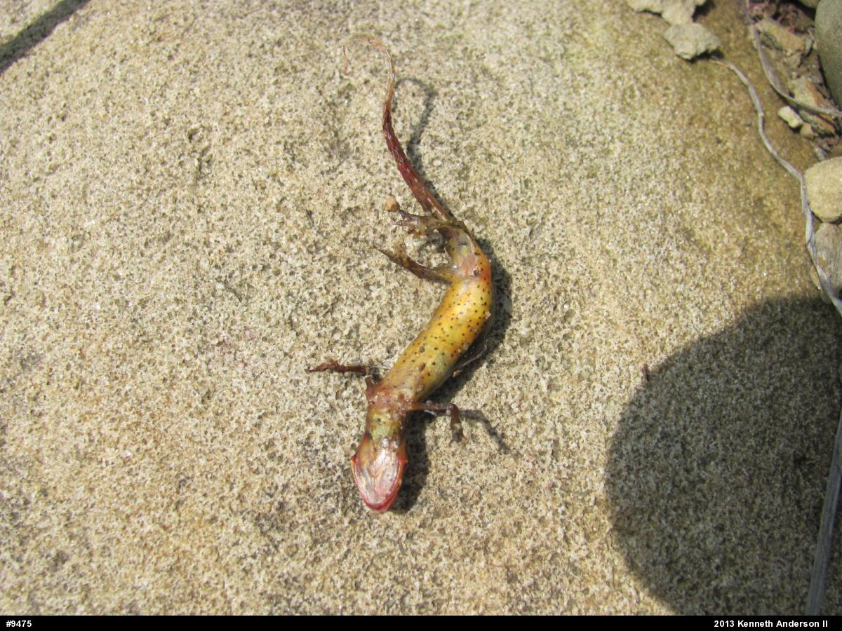 Red-spotted Newt